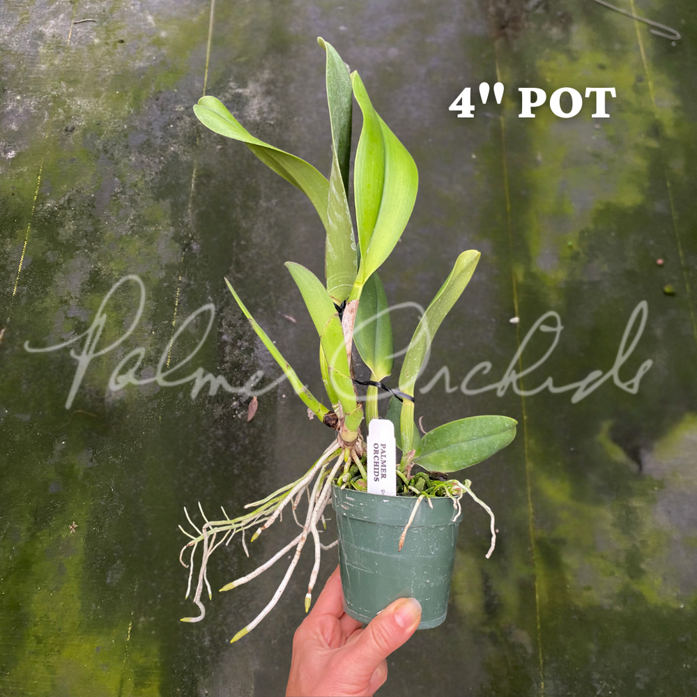 Rlc. Tainan Gold — Palmer Orchids